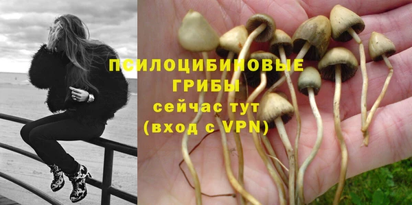 прущие грибы Абдулино